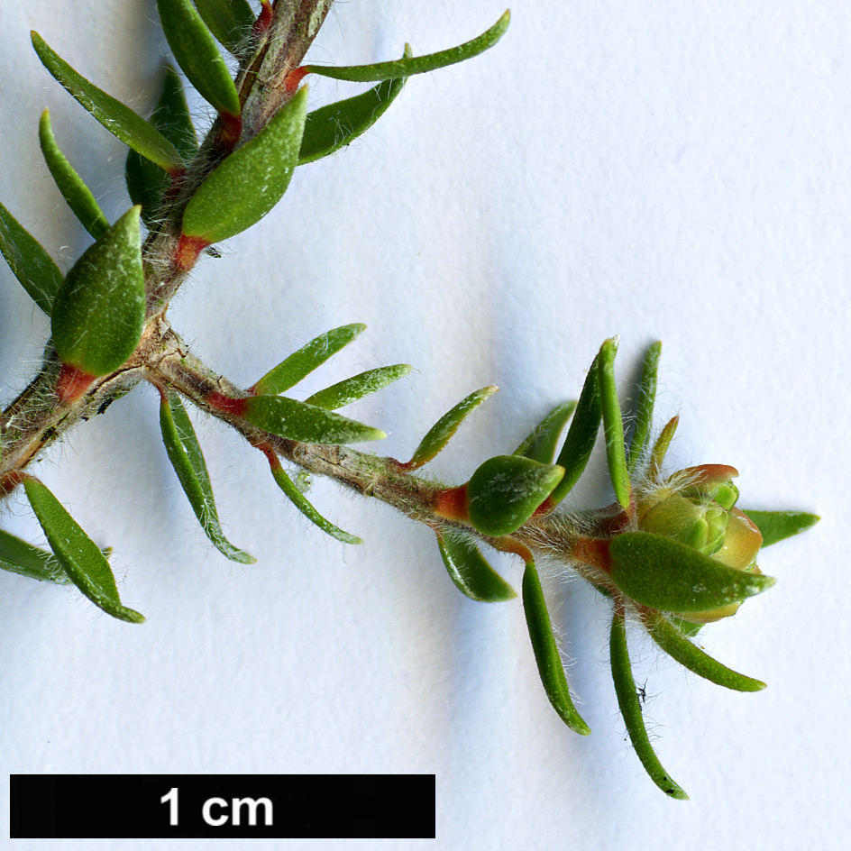 High resolution image: Family: Myrtaceae - Genus: Melaleuca - Taxon: squamea - SpeciesSub: var. alba